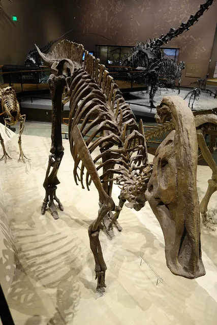 Parasaurolophus