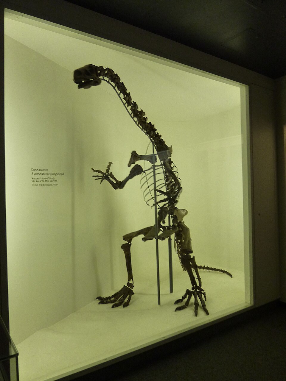 Platéosaure