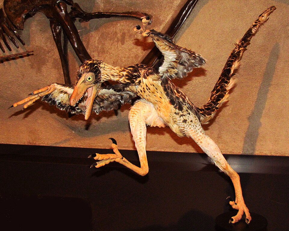 Sinornithosaure