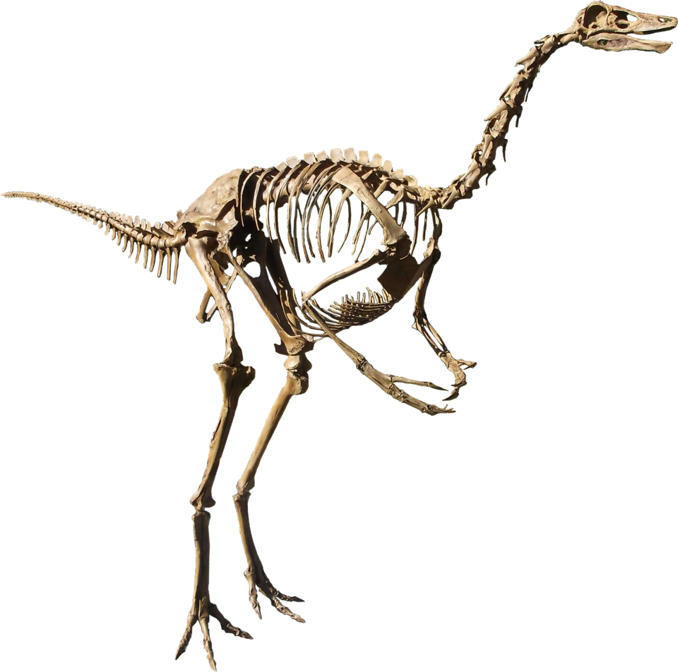 Struthiomimus