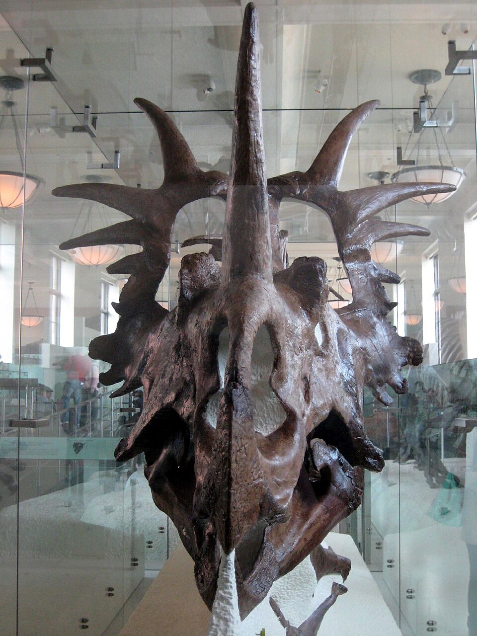 Styracosaure