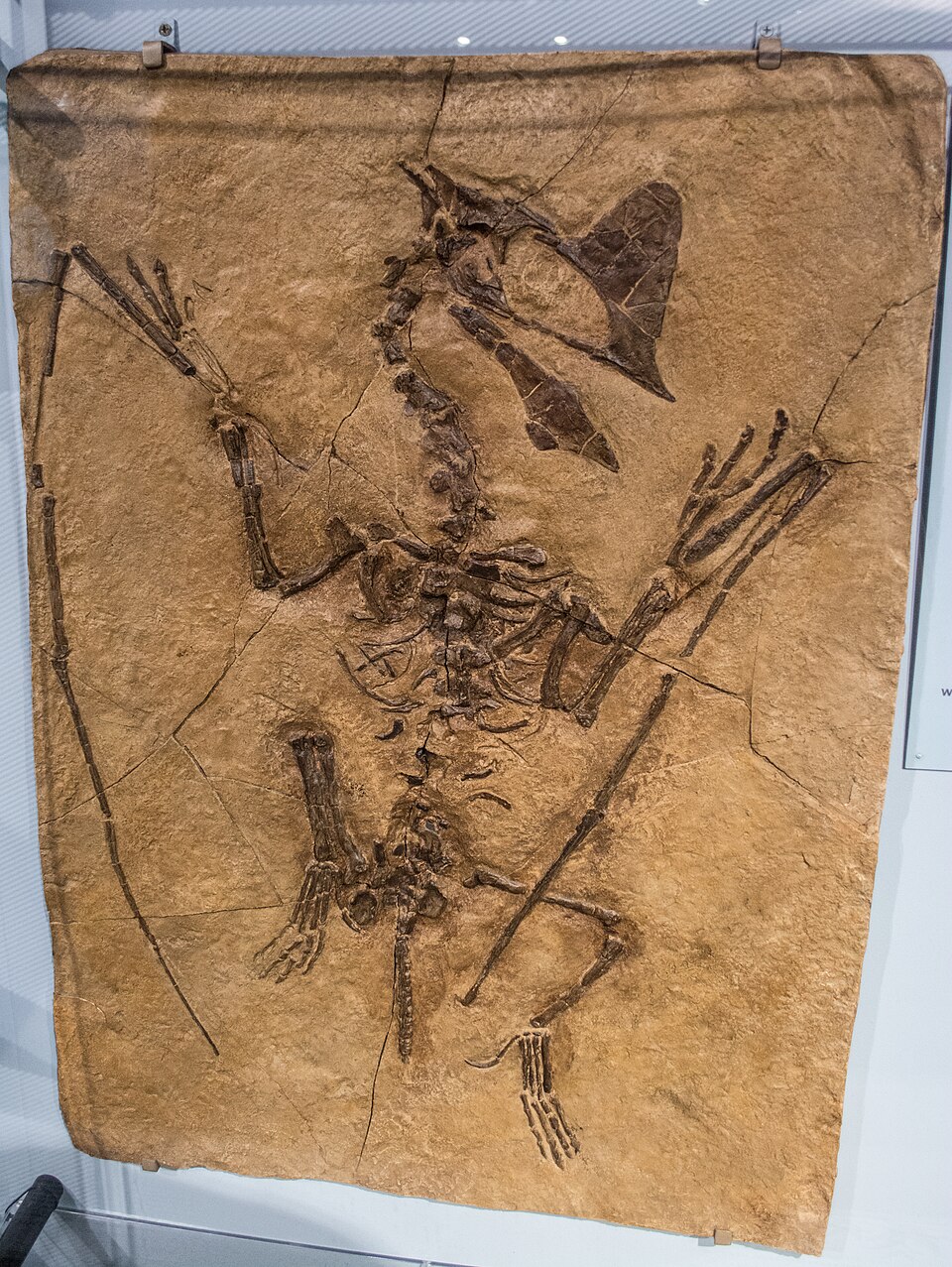 Tapejara