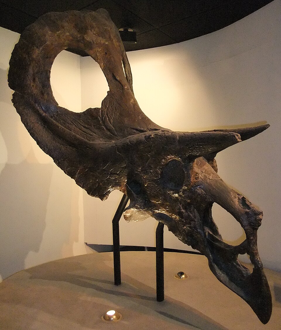 Torosaure