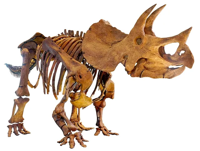 Tricératops