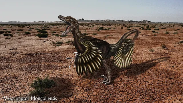 Vélociraptor