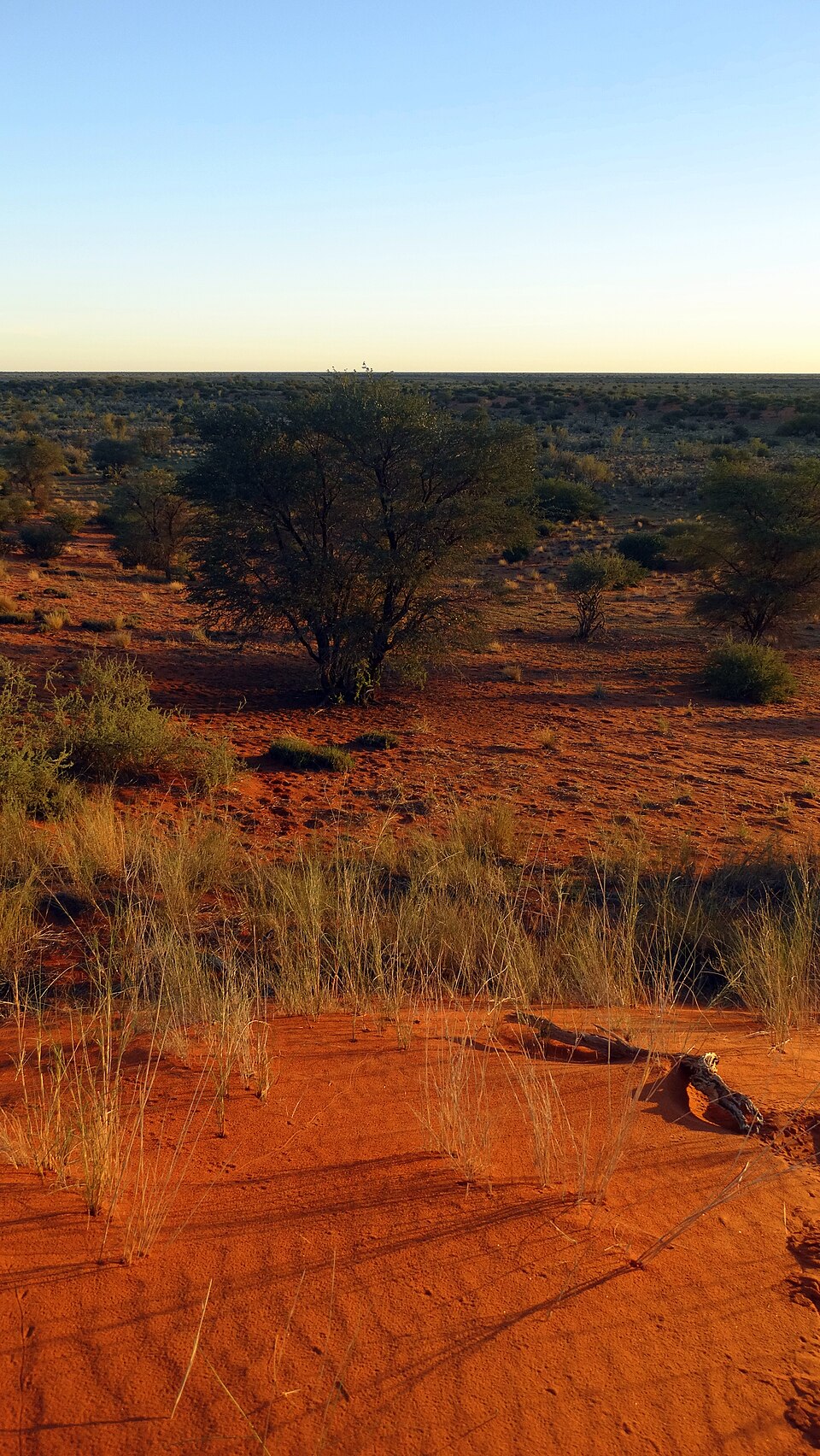 Désert du Kalahari