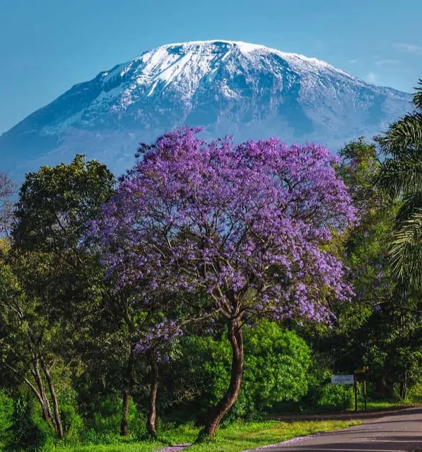 Kilimanjaro