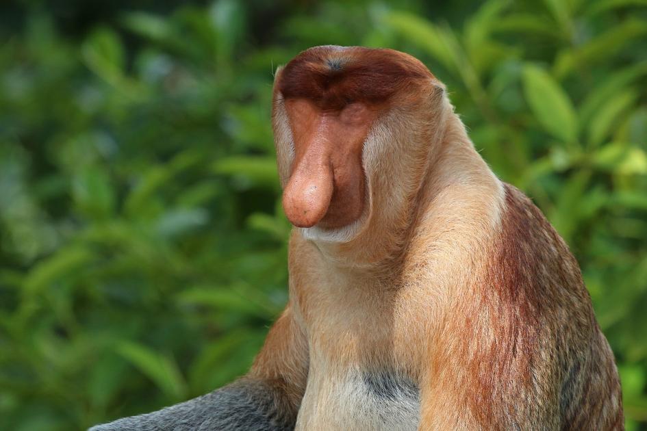 SCP-039 · Monkey Brain