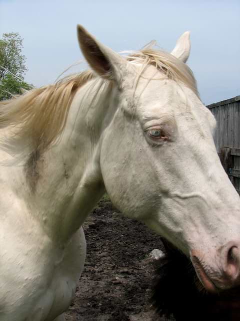 SCP-042 · A Formerly Winged Horse