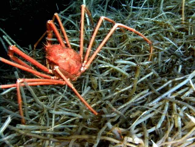 SCP-098 · Surgeon Crabs