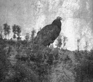 SCP-1160 · Effective Containment