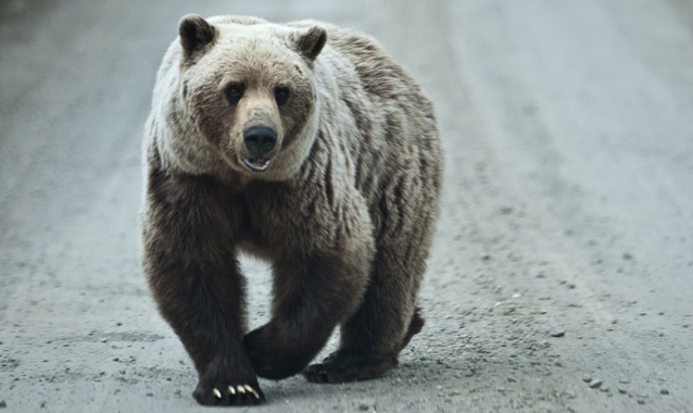 SCP-1313 · Solve for Bear