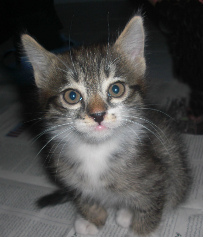 SCP-1316 · Lucy the Kitten Feline Espionage Device