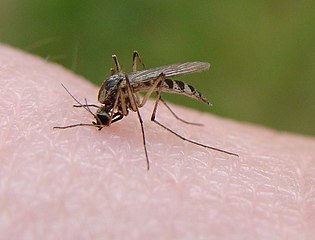 SCP-149 · The Blood Flies