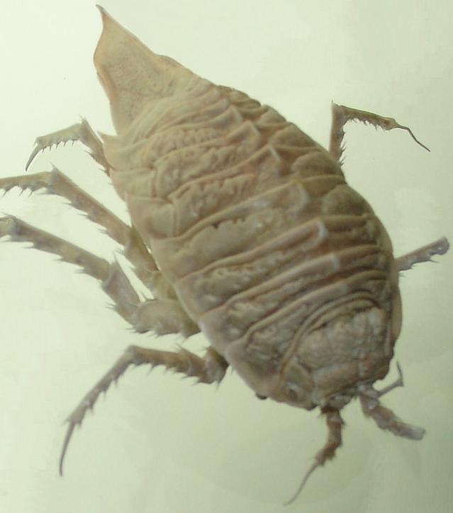 SCP-150 · Ship of Theseus