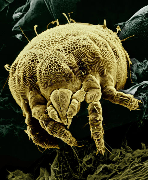 SCP-165 · The Creeping, Hungry Sands of Tule