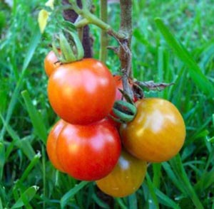 SCP-504 · Critical Tomatoes