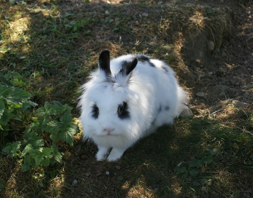 SCP-524 · Walter the Omnivorous Rabbit