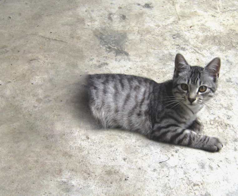 SCP-529 · Josie the Half-Cat