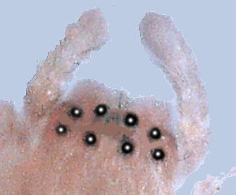 SCP-632 · Intrusive Arachnid Thoughts