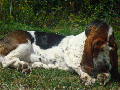 SCP-652 · Meteorological Dog