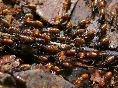 SCP-831 · Tinkerbug