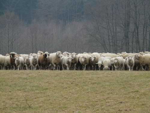 SCP-872 · The Tattered Farmer