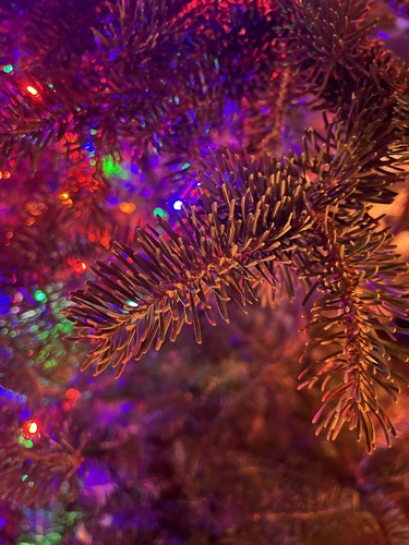 Balsam fir