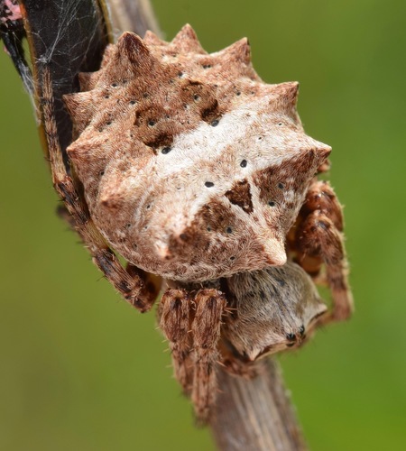 Starbellied Orbweaver