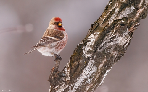 Redpoll