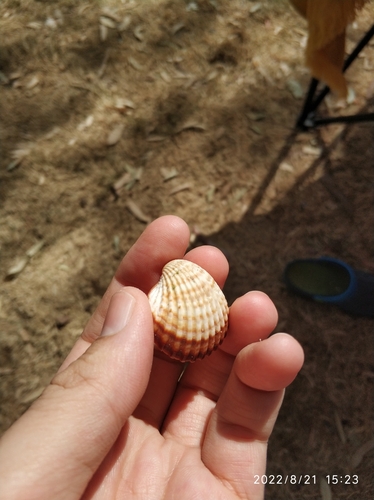 Rough Cockle