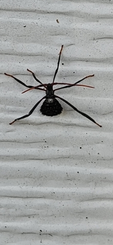 Giant leaf-footed bug