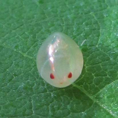 Acanthocephala terminalis