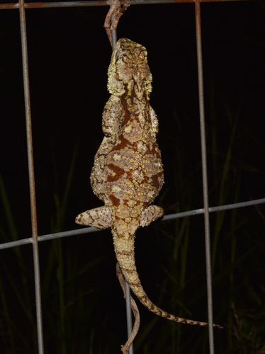 Southern Tree Agama