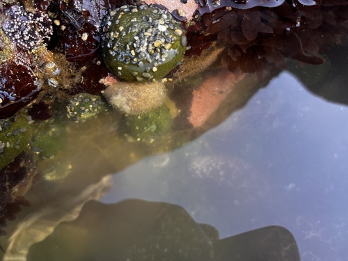 Nanaimo Dorid