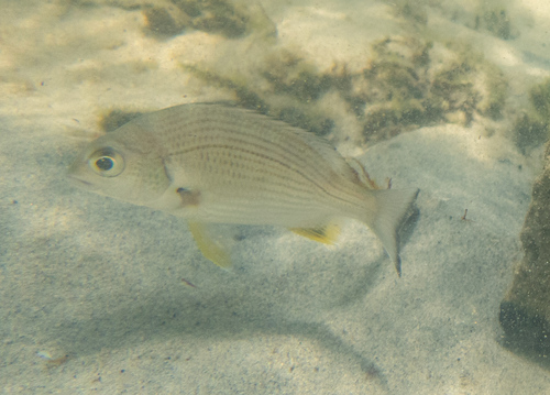 Yellowfin Bream