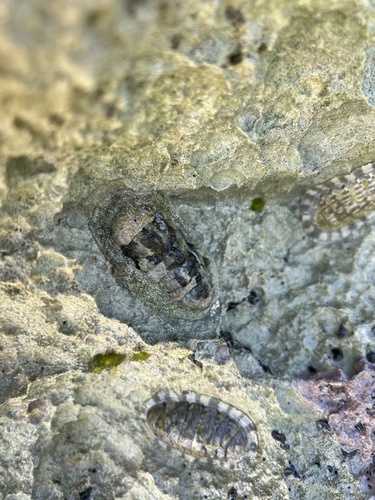 West Indian Fuzzy Chiton