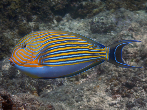 Striped Surgeonfish