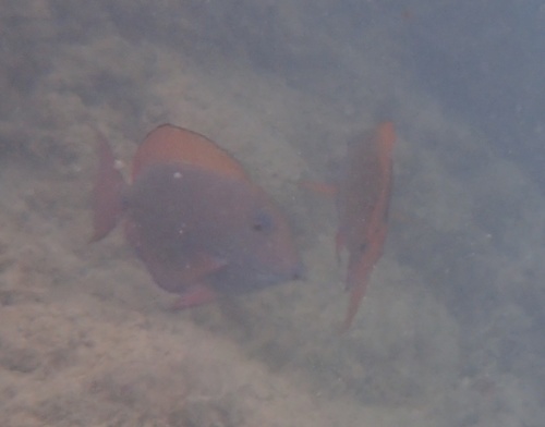 Dusky Surgeonfish