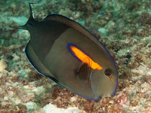 Orangeblotch Surgeonfish