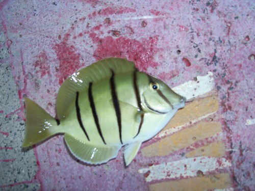 Hawaiian Convict Surgeonfish
