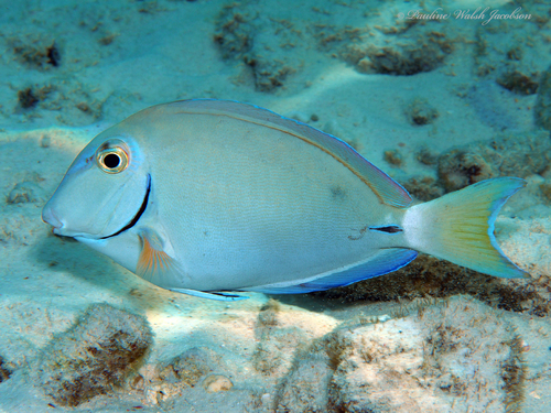 Caribbean Ocean Surgeonfish