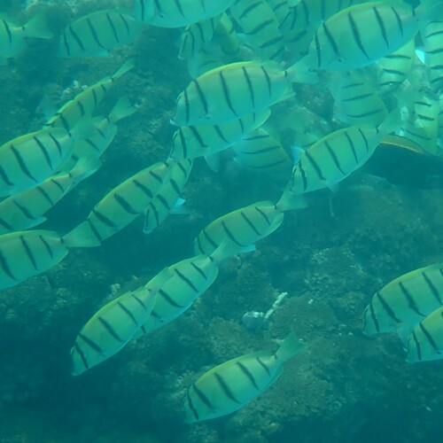 Convict Surgeonfish