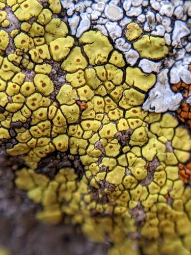 Yellow Cobblestone Lichen