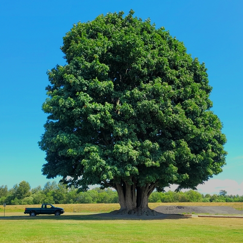 Bigleaf maple