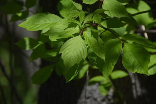 Box elder