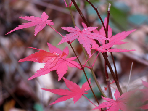 Japanese maple