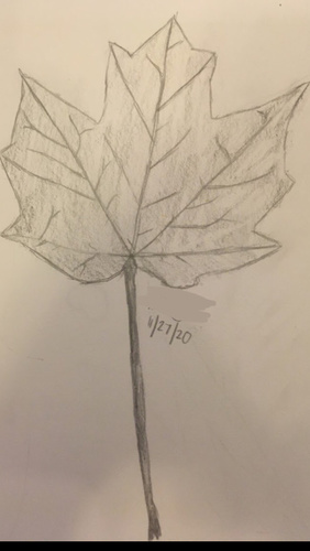 Norway maple