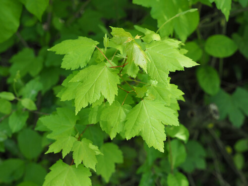 Red maple