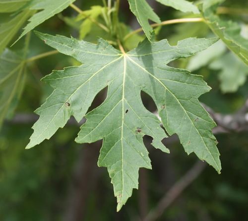 Silver maple